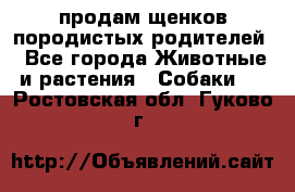 продам щенков породистых родителей - Все города Животные и растения » Собаки   . Ростовская обл.,Гуково г.